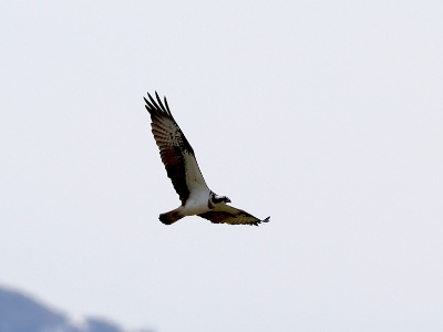 328A5243 copy  FRA: Balbuzard pêcheur (Pandion haliaetus) GRB: Osprey DEU: Fischadler ESP: Pandion haliaetus  ITA: Pandion haliaetus RU: Скопа CHN: 鹗