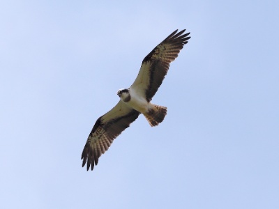 328A5279 copy  FRA: Balbuzard pêcheur (Pandion haliaetus) GRB: Osprey DEU: Fischadler ESP: Pandion haliaetus  ITA: Pandion haliaetus RU: Скопа CHN: 鹗