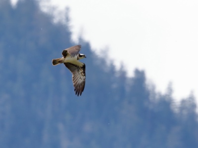 328A5284 copy  FRA: Balbuzard pêcheur (Pandion haliaetus) GRB: Osprey DEU: Fischadler ESP: Pandion haliaetus  ITA: Pandion haliaetus RU: Скопа CHN: 鹗