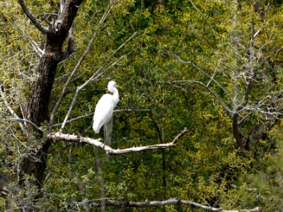 328A5285 copy  FRA: Grande Aigrette (Ardea alba) GRB: Great egret DEU: Silberreiher ESP: Ardea alba ITA: Ardea alba RUS: Большая белая цапля CHN: 大白鹭