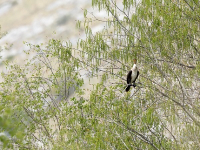 328A5289 copy  FRA: Grand Cormoran (Phalacrocorax carbo) GRB: Great cormorant DEU: Kormoran ESP: cormorán grande (Phalacrocorax carbo) ITA: Phalacrocorax carbo RUS: Большой баклан CHN: 普通鸕鶿
