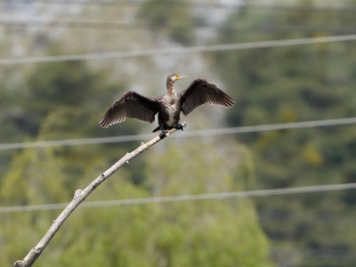 328A5295 copy  FRA: Grand Cormoran (Phalacrocorax carbo) GRB: Great cormorant DEU: Kormoran ESP: cormorán grande (Phalacrocorax carbo) ITA: Phalacrocorax carbo RUS: Большой баклан CHN: 普通鸕鶿