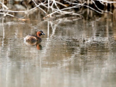 328A5318 copy  FRA:  Grèbe castagneux (Tachybaptus ruficollis) GRB: Little grebe DEU: Zwergtaucher ESP: zampullín común ITA: tuffetto comune RUS: Малая поганка CHN: 小鷿鷈
