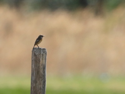 328A5336 copy  FRA: Tarier des prés (Saxicola rubetra) GRB: Whinchat DEU: Braunkehlchen ESP: Saxicola rubetra ITA: Saxicola rubetra RUS: Луговой чекан CHN: 草原石䳭
