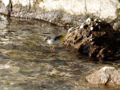 328A4568 copy  FRA: Bergeronnette des ruisseaux (Motacilla cinerea) GRB: Grey Wagtail DEU: Bergsteize