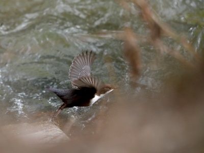 328A4625 copy  FRA: Cincle plongeur (Cinclus cinclus) GRB: White-throated Dipper DEU: Wasseramsel ESP: mirlo acuático europeo ITA: merlo acquaiolo RUS: Оляпка CHN: 白喉河乌