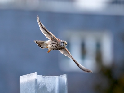 328A4627 copy  FRA: Faucon crécerelle(Falco tinnunculus) GRB: Common kestrel DEU: Turmfalke ESP: Falco tinnunculus ITA: Falco tinnunculus RUS: Обыкновенная пустельга CHN: 紅隼