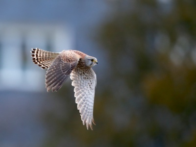 328A4628 copy  FRA: Faucon crécerelle(Falco tinnunculus) GRB: Common kestrel DEU: Turmfalke ESP: Falco tinnunculus ITA: Falco tinnunculus RUS: Обыкновенная пустельга CHN: 紅隼