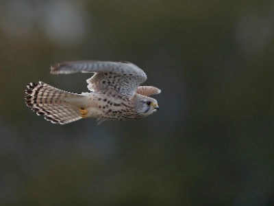 328A4629 copy 2  FRA: Faucon crécerelle(Falco tinnunculus) GRB: Common kestrel DEU: Turmfalke ESP: Falco tinnunculus ITA: Falco tinnunculus RUS: Обыкновенная пустельга CHN: 紅隼