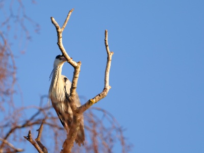 328A4631 copy  FRA: Héron cendré (Ardea cinerea) GRB: Grey Heron DEU: Graureiher ESP: Ardea cinerea ITA: Ardea cinerea RUS: Серая цапля CHN: 苍鹭