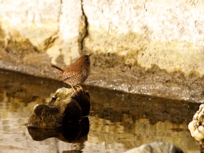 328A4647 copy  FRA: Troglodyte mignon (Troglodytes troglodytes) GRB: Winter Wren DEU: Zaunkönig ESP: El chochín ITA: scricciolo comune RUS:  Крапивник CHN: 鹪鹩