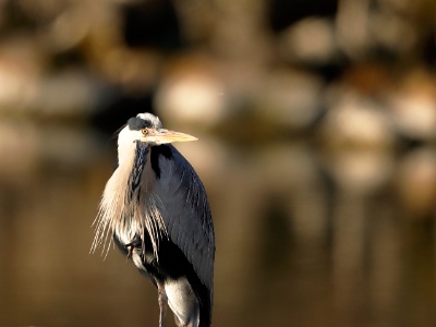 328A4652 copy  FRA: Héron cendré (Ardea cinerea) GRB: Grey Heron DEU: Graureiher ESP: Ardea cinerea ITA: Ardea cinerea RUS: Серая цапля CHN: 苍鹭