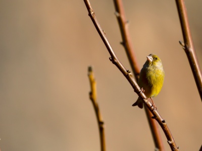 328A3962 copy  FRA: Verdier d'Europe (Chloris chloris) GRB: European greenfinch DEU: Grünfink ESP:  Chloris chloris ITA: Chloris chloris RUS: Обыкновенная зеленушка CHN: 欧洲金雀