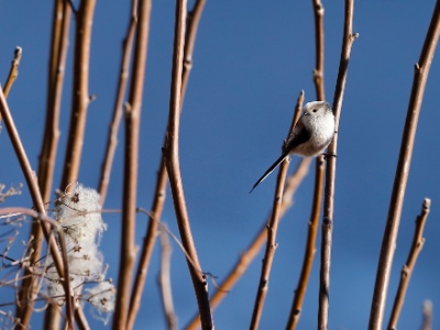 328A4078 copy  FRA: Mésange à longue queue GRB: Long-tailed tit DEU: Schwanzmeise ESP: El mito (Aegithalos caudatus) ITA: codibùgnolo RUS: Длиннохвостая синица CHN: 银喉长尾山雀