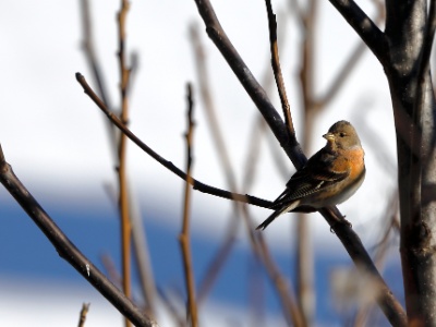 328A4092 copy  FRA: Pinson du Nord (Fringilla montifringilla) GRB: Brambling DEU: Bergfink ESP: Fringilla montifringilla ITA: Fringilla montifringilla RUS: Вьюрок CHN: 燕雀
