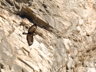 328A4102 copy  FRA: Buse variable (Buteo buteo) GRB: Common buzzard DEU: Mäusebussard ESP:  Buteo buteo ITA: Buteo buteo RUS: Обыкновенный канюк CHN: 普通鵟