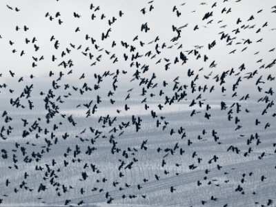 328A4134  FRA: Chocard à bec jaune (Pyrrhocorax graculus) GRB: Alpine chough (Pyrrhocorax graculus) DEU: Alpendohle ESP: Pyrrhocorax graculus ITA: Pyrrhocorax graculus RUS: Альпийская галка CHN: 黄嘴山鸦