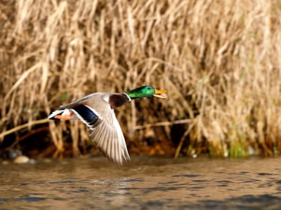 328A4142 copy  FRA: Canard colvert (Anas platyrhynchos) GRB: Mallard DEU: Stockente ESP: Anas platyrhynchos ITA: Anas platyrhynchos RUS: Кряква CHN: 绿头鸭