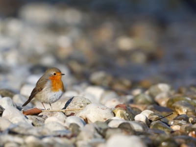 328A4150 copy  FRA: Rouge-gorge familier (Erithacus rubecula) GRB: European robin DEU: Rotkehlchen ESP: Erithacus rubecula ITA: Erithacus rubecula RUS: Зарянка CHN: 歐亞鴝