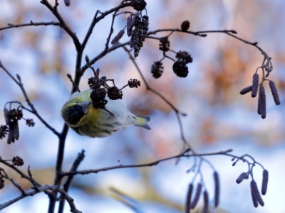 328A4168 copy  FRA: Tarin des aulnes (Spinus spinus) GRB: Eurasian siskin DEU: Erlenzeisig ESP: lúgano(Spinus spinus) ITA: lucherino(Spinus spinus) RUS: Чиж CHN: 黄雀