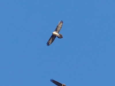 328A4300 copy  FRA: Gypaète barbu (Gypaetus barbatus) GRB: Bearded Vulture DEU: Bartgeier ESP: Gypaetus barbatus ITA: Gypaetus barbatus RUS: Бородач CHN: 胡兀鷲