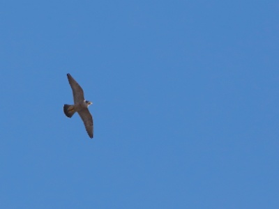 328A4382 copy  FRA: Faucon pèlerin (Falco peregrinus) GRB: Peregrine falcon DEU: Wanderfalke ESP: Falco peregrinus ITA: Falco peregrinus RUS: Сапсан CHN: 游隼