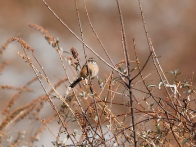 328A4433 copy  FRA: Bruant fou (Emberiza cia) GRB: Rock Bunting DEU: Zippammer ESP: Emberiza cia ITA: Emberiza cia RU: Горная овсянка CHN: 灰眉岩鹀