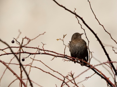 328A4446 copy  FRA: Merle noir (Turdus merula) GRB: Common blackbird DEU: Amsel ESP: Turdus merula ITA: Turdus merula RU:  CHN: 烏鶇