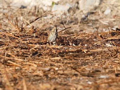 328A4470 copy  FRA: Grive musicienne (Turdus philomelos) GRB: Song thrush DEU: Singdrossel ESP: Turdus philomelos ITA: Turdus philomelos RUS: Певчий дрозд CHN: 歐歌鶇