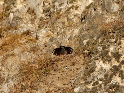 328A4507 copy  FRA: Tichodrome échelette (Tichodroma muraria) GRB: Wallcreeper DEU:  Mauerläufer ESP: Tichodroma muraria ITA: Tichodroma muraria RUS: Стенолаз CHN: 红翅旋壁雀