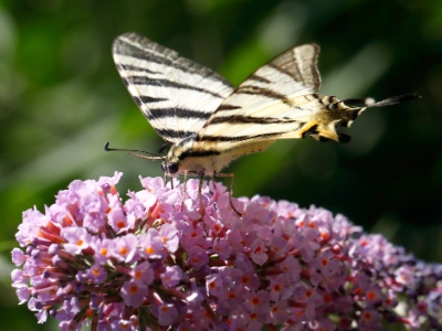 328A5918 copy