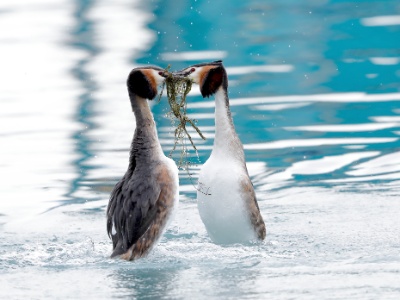 328A4935 copy  FRA: Grèbe huppé (Podiceps cristatus) GRB: Great crested grebe DEU: Haubentaucher ESP: Podiceps cristatus ITA: Podiceps cristatus RUS:  CHN: 鳳頭鷿鷈