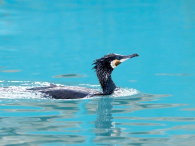 328A4948 copy  FRA: Grand Cormoran (Phalacrocorax carbo) GRB: Great cormorant DEU: Kormoran ESP: cormorán grande (Phalacrocorax carbo) ITA: Phalacrocorax carbo RUS: Большой баклан CHN: 普通鸕鶿