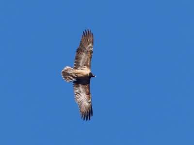 328A6720 copy