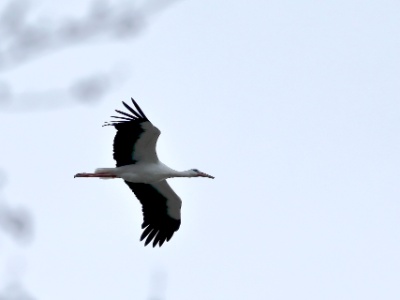 328A7600 copy