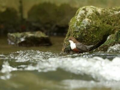0S4A5477 copy