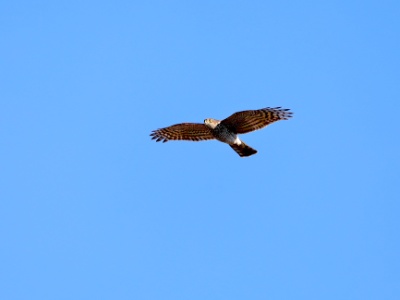 328A3841 copy  FRA: Épervier d'Europe (Accipiter nisus) GRB: Eurasian sparrowhawk DEU: Sperber (Art) ESP: Accipiter nisus ITA: Accipiter nisus RUS: Ястреб-перепелятник CHN: 雀鹰