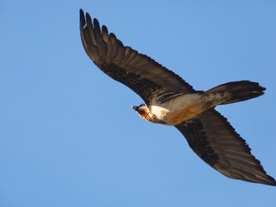 328A3844 copy  FRA: Gypaète barbu (Gypaetus barbatus) GRB: Bearded Vulture DEU: Bartgeier ESP: Gypaetus barbatus ITA: Gypaetus barbatus RUS: Бородач CHN: 胡兀鷲