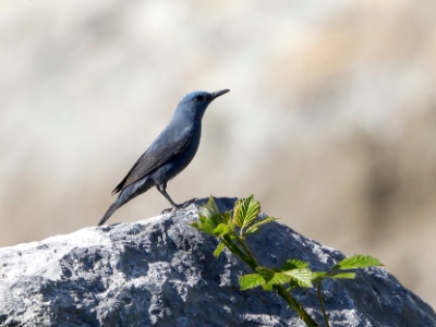 328A5124 copy  FRA: Monticole bleu (Monticola solitarius)  GRB: Blue rock thrush DEU: Blaumerle ESP:Monticola solitarius ITA: Monticola solitarius RUS: Синий каменный дрозд CHN: 蓝矶鸫