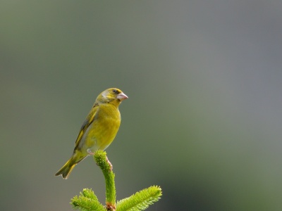 JA8A3793 copy
