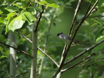 JA8A4396 copy  FRA: Fauvette à tête noire (Sylvia atricapilla) GRB: Eurasian blackcap DEU: Mönchsgrasmücke ESP: Sylvia atricapilla ITA: Sylvia atricapilla RUS: Черноголовая славка CHN: