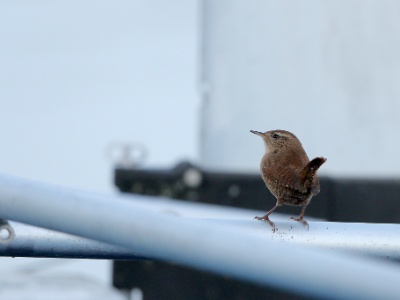JA8A4990 copy  FRA: Troglodyte mignon (Troglodytes troglodytes) GRB: Winter Wren DEU: Zaunkönig ESP: El chochín ITA: scricciolo comune RUS:  Крапивник CHN: 鹪鹩