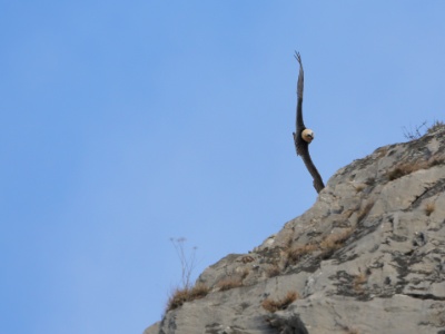 U09A6592 copy  FRA: Gypaète barbu (Gypaetus barbatus) GRB: Bearded Vulture DEU: Bartgeier ESP: Gypaetus barbatus ITA: Gypaetus barbatus RUS: Бородач CHN: 胡兀鷲