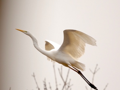 U09A7359 copy  FRA: Grande Aigrette (Ardea alba) GRB: Great egret DEU: Silberreiher ESP: Ardea alba ITA: Ardea alba RUS: Большая белая цапля CHN: 大白鹭