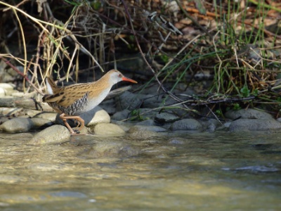 U09A8481 copy  FR: Râle d'eau(Rallus aquaticus) UK: Water rail DE: Wasserralle ES: Rallus aquaticus RU: Водяной пастушок
