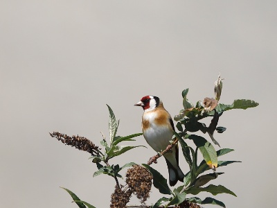 U28A1721 copy  FRA: Chardonneret élégant (Carduelis carduelis) GRB: Eupean Goldfinch DEU: Distelfink ESP: Carduelis carduelis ITA: Carduelis carduelis RUS: Черноголовый щегол CHN: 红额金翅雀