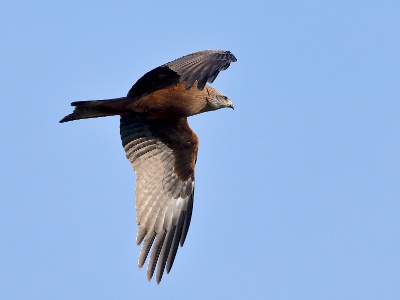 U28A2023 copy  FRA: Milan noir (Milvus migrans) GRB: Black Kite DEU: Schwarzmilan ESP: Milvus migrans ITA: Milvus migrans RUS: Чёрный коршун CHN: 黑鸢