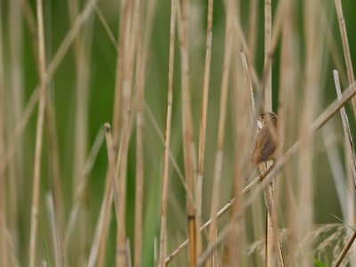 U28A2417 copy  FRA: Rousserolle effarvatte (Acrocephalus scirpaceus) GRB: Eurasian reed warbler DEU: Teichrohrsänger ESP: Acrocephalus scirpaceus ITA: Acrocephalus scirpaceus RUS: Тростниковая камышовка CHN: 芦苇莺