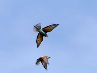 U28A2650 copy  FRA: Guêpier d'Europe (Merops apiaster) GRB: European Bee-eater DEU: Bienenfresser ESP: abejaruco europeo ITA: Merops apiaster RUS: Золотистая щурка CHN: 黄喉蜂虎