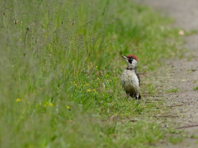 U28A2753 copy  FRA: Pic vert ou pivert (Picus viridis) GRB: Eurpean Green Woodpecker DEU: Grünspecht ESP: Picus viridis ITA: Picus viridis RUS: Зелёный дятел CHN: 欧洲绿啄木鸟